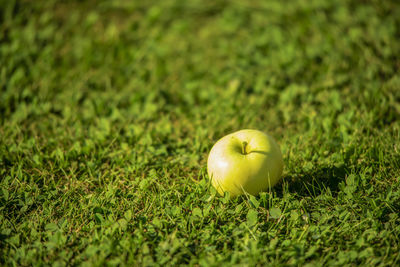 Close-up of apple on field