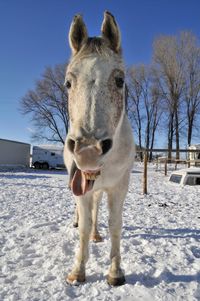 Portrait of horse standing on snow covered field