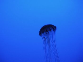 Close-up of jellyfish against clear blue sky