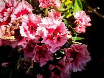 Close-up of pink flowers