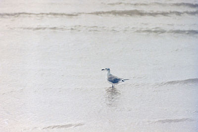 Seagull perching on a beach