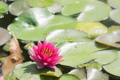 Close-up of pink lotus water lily in pond