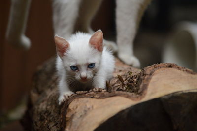 Close-up portrait of white kitten