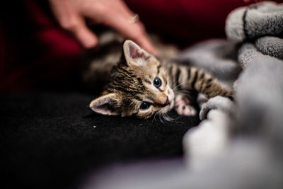 Cat relaxing on bed at home