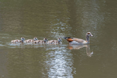 Ducks swimming in lake