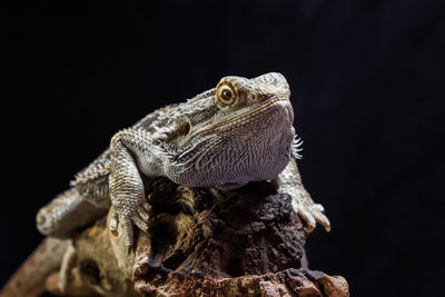 Close-up of lizard on rock against black background