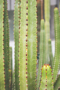 Close-up of cactus plant jardin des plantes - museum national 