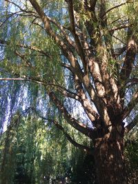 Low angle view of trees in forest