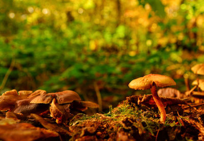 Close-up of mushroom growing on field