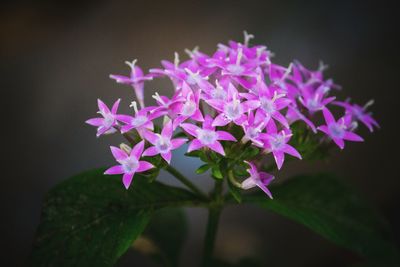 Close-up of pink flowering plant