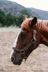 Close-up of horse on field