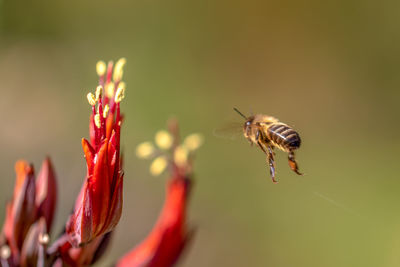 Close-up of insect on flower