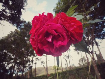 Close-up of red roses