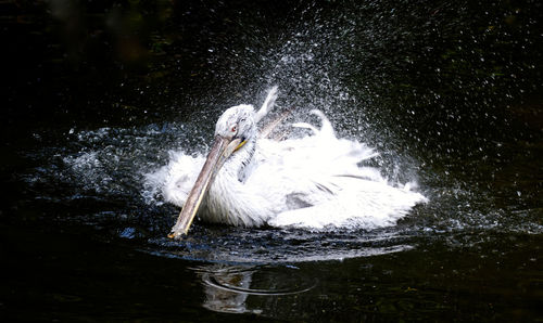 Pelican splashing water in lake