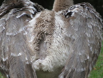 Close-up of a bird