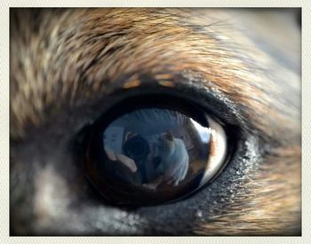 Close-up of human eye