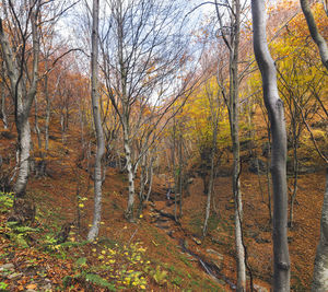 Bare trees in forest during autumn