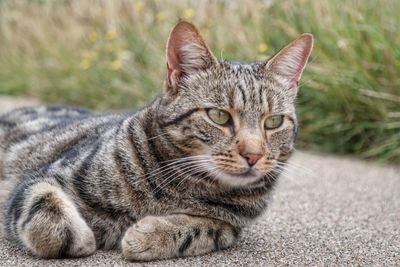 Close-up portrait of cat