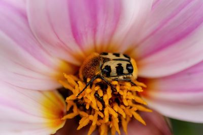 Close-up of insect on flower