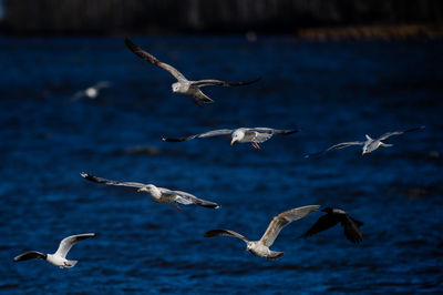 Flock of seagulls flying