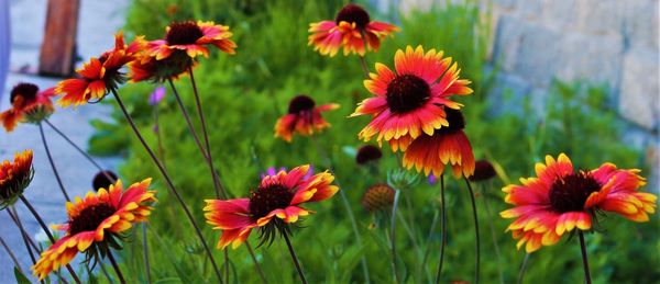 Close-up of fresh red flowers blooming outdoors