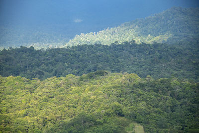 High angle view of forest