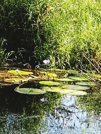 Plants growing in a lake