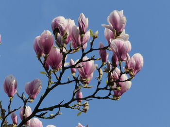 Low angle view of pink flowers against sky