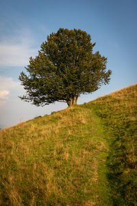 Tree on field against sky