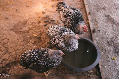 High angle view of hens by fence at farm