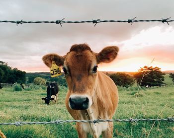 Portrait of cow standing on field