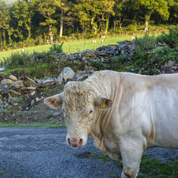 Cow standing in a field