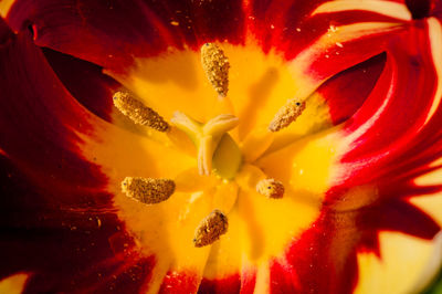 Macro shot of yellow flower