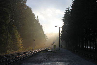 Road passing through forest