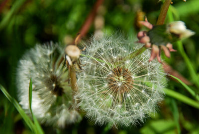 Close-up of dandelion on plant