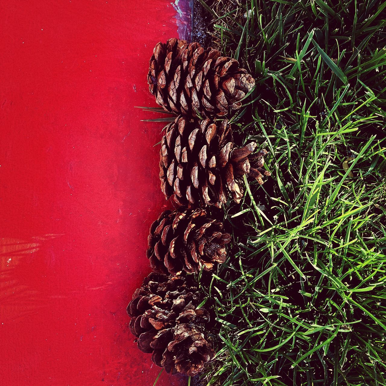 grass, high angle view, red, growth, plant, nature, no people, field, outdoors, ground, close-up, day, tranquility, leaf, shadow, textured, dry, sunlight, grassy, directly above