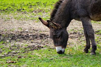 View of a horse grazing in field