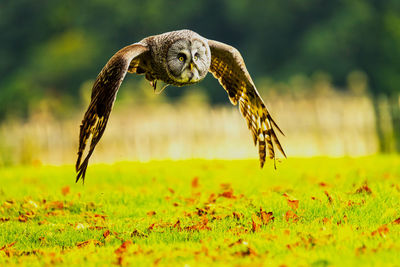 Close-up of eagle flying over field
