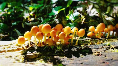 Close-up of mushrooms growing on field