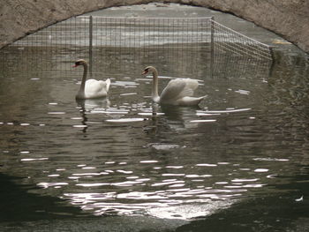 Swans swimming in lake