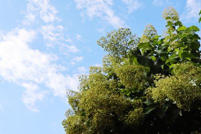 Low angle view of flowering plant against sky