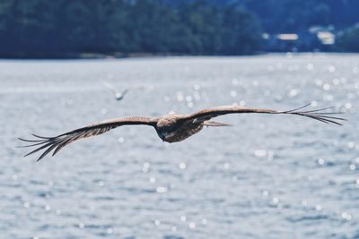 Bird flying over sea