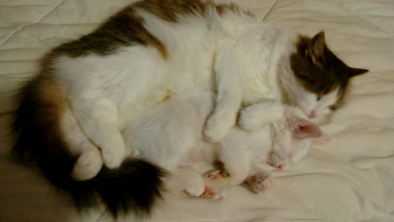 CAT SLEEPING ON WHITE WALL