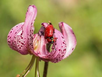 Close-up of honey bee on pink flower