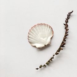 Close-up of spoon on table against white background