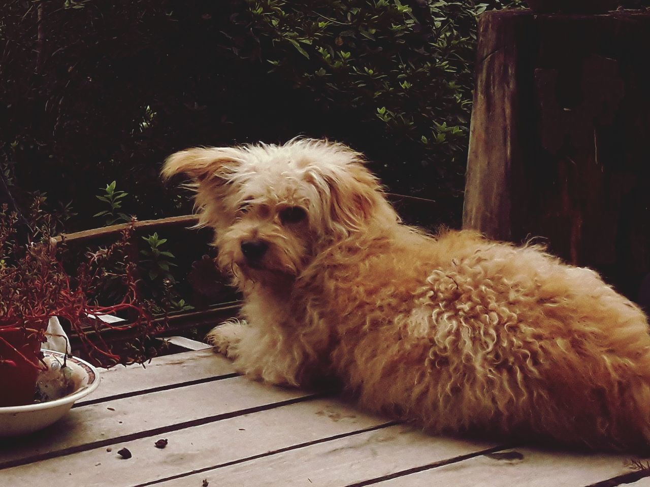 domestic, mammal, animal themes, canine, pets, dog, domestic animals, animal, one animal, vertebrate, animal hair, wood - material, no people, day, nature, hair, plant, looking, sitting, looking away, small