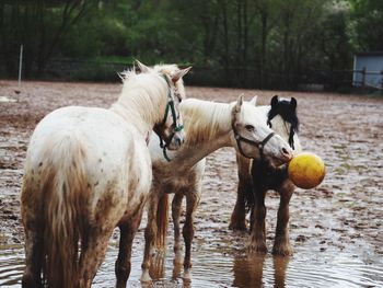 Horses standing in water