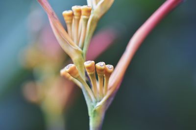 Close-up of flower against blurred background