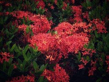 High angle view of red flowering plants