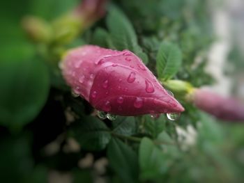 Close-up of raindrops on pink flower